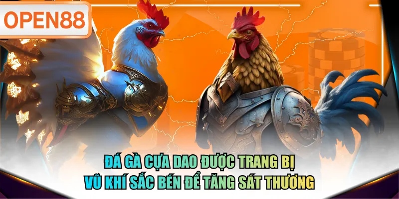 Đá gà cựa dao được trang bị vũ khí sắc bén để tăng sát thương Đá gà cựa dao được trang bị vũ khí sắc bén để tăng sát thương